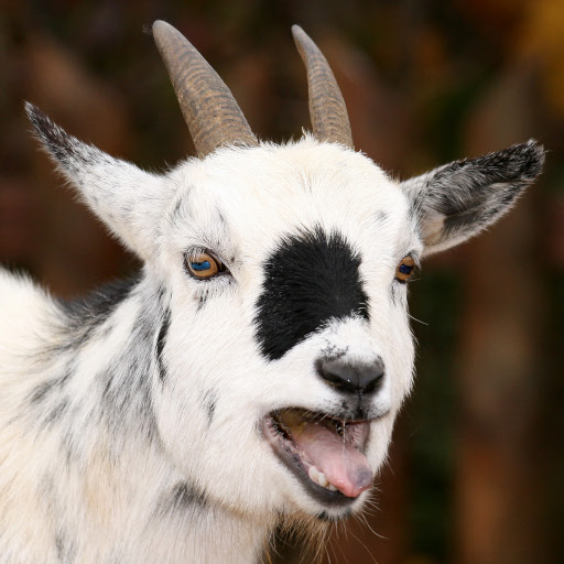 goats